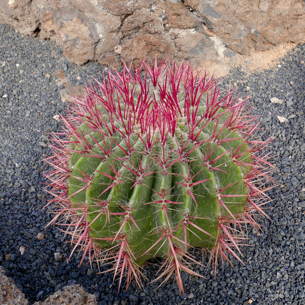 cactus_26