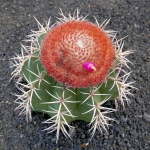 cactus_37